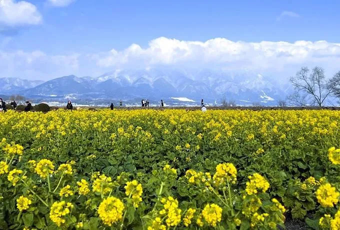 春を先取り！琵琶湖畔へ満開の菜の花畑を見にいこう